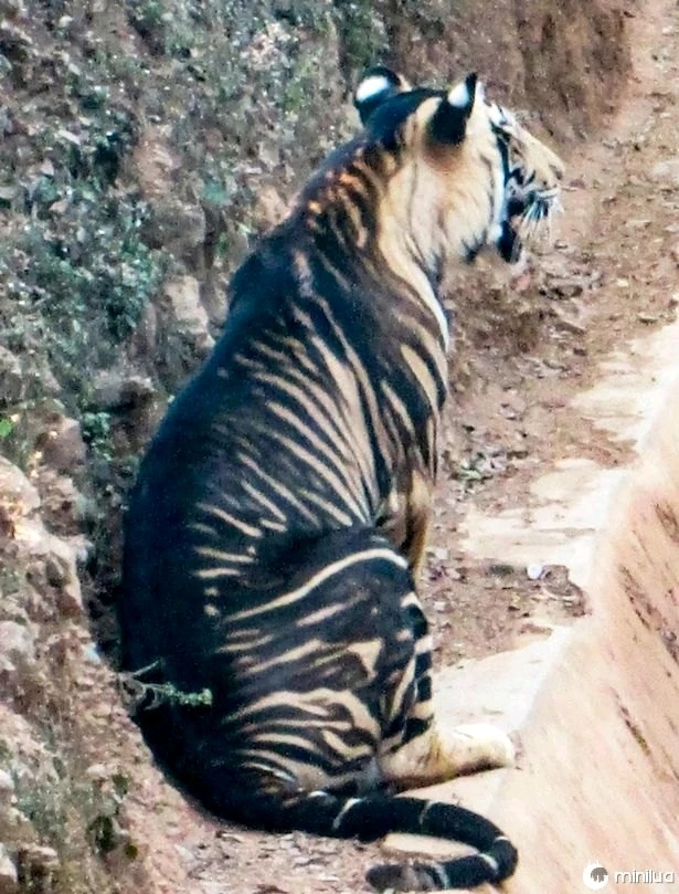 Já viram um tigre invertido (preto com listras laranjas)? Olha que lindo 😍