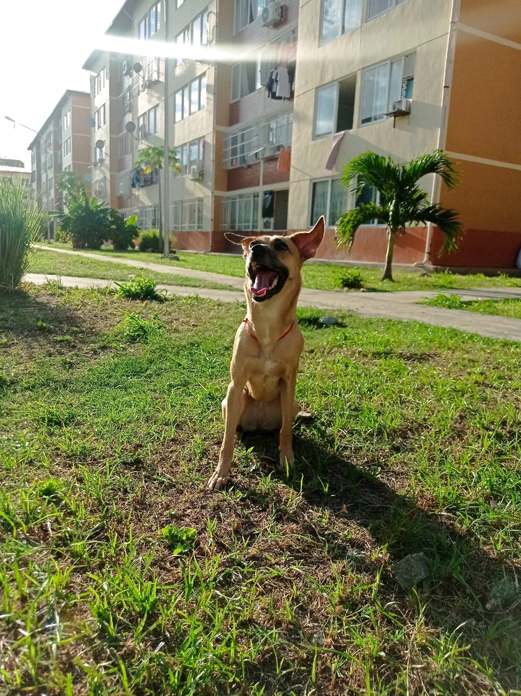 Pongan aquí las mejores fotos de sus perritos 😍