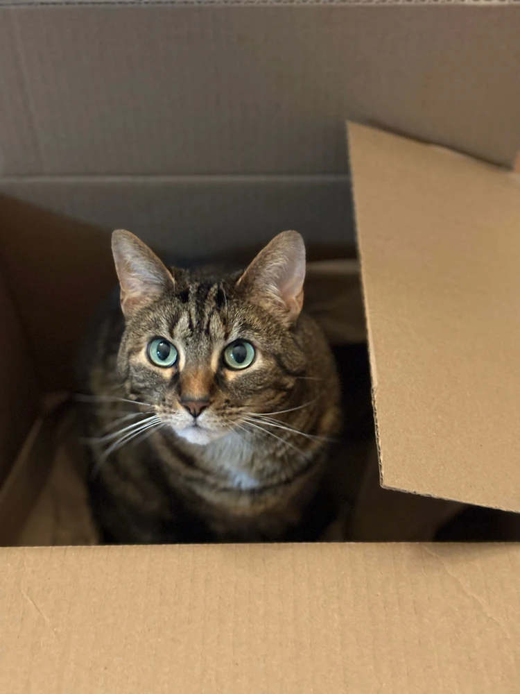 Hello fellow cat friends