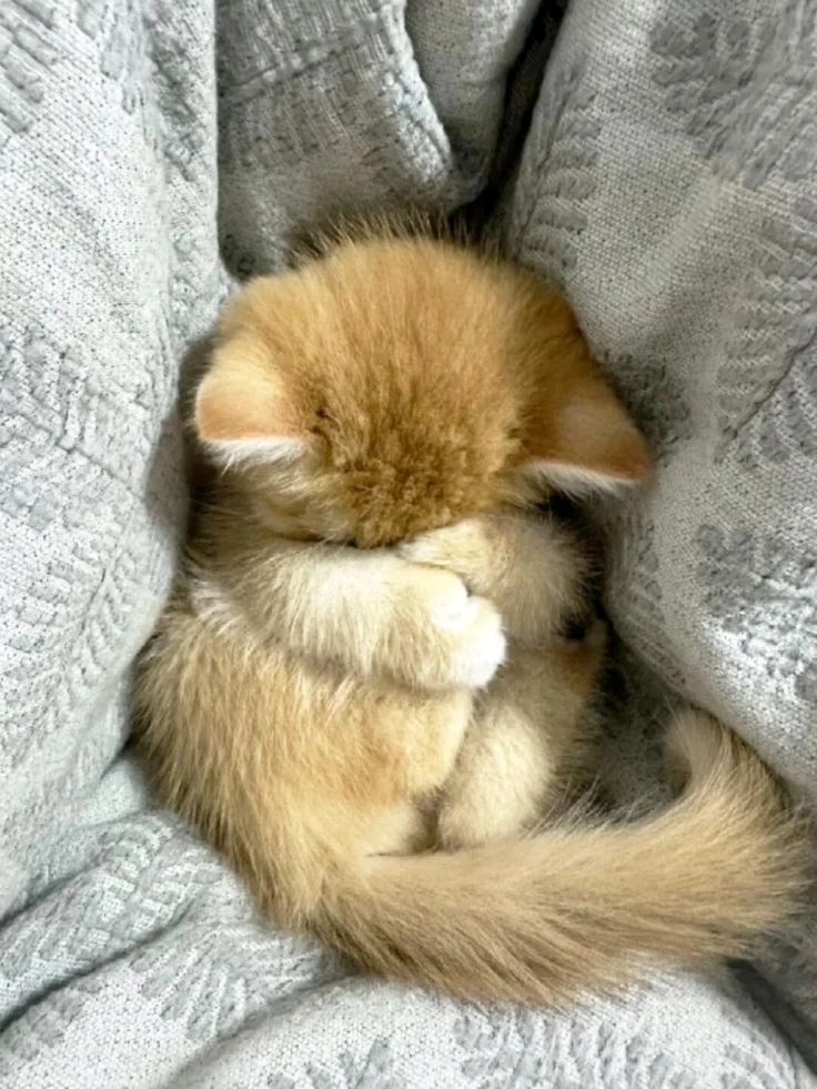 Pov: the cat owners meow meow more than the cat themselves πΌ