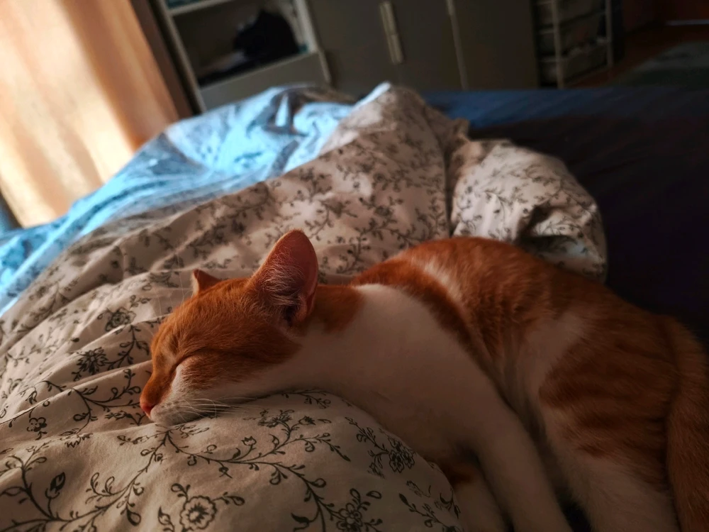 Skye által feltöltött GIF