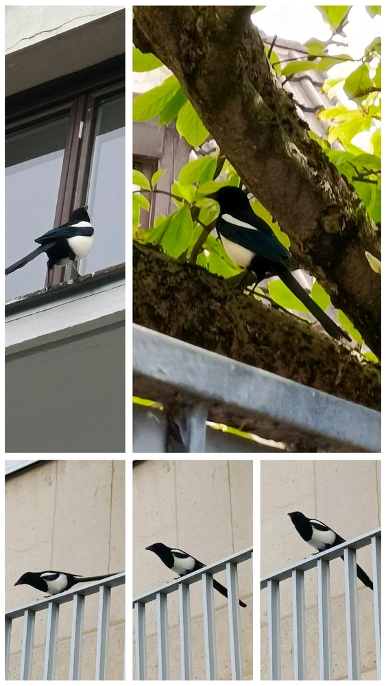 Image uploaded by Bahaa