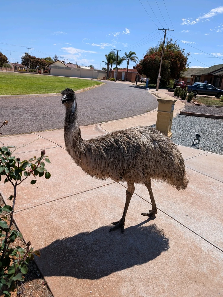 A friendly emu in the neighborhood