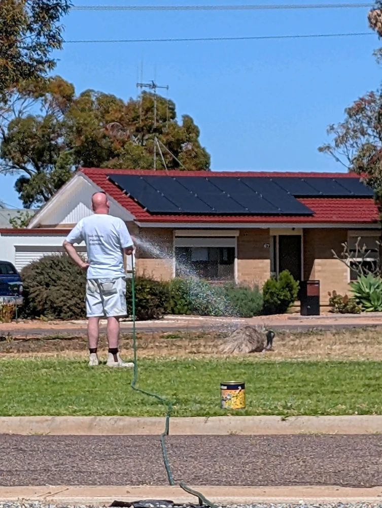 A friendly emu in the neighborhood