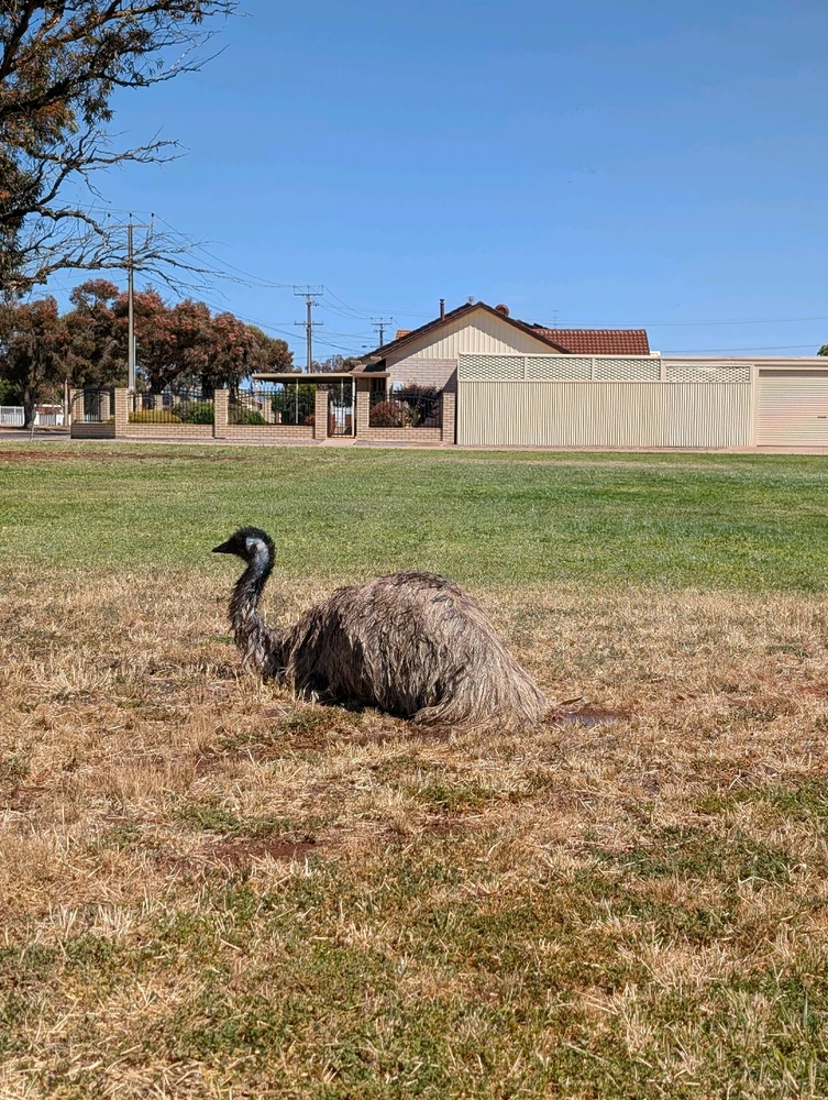 A friendly emu in the neighborhood