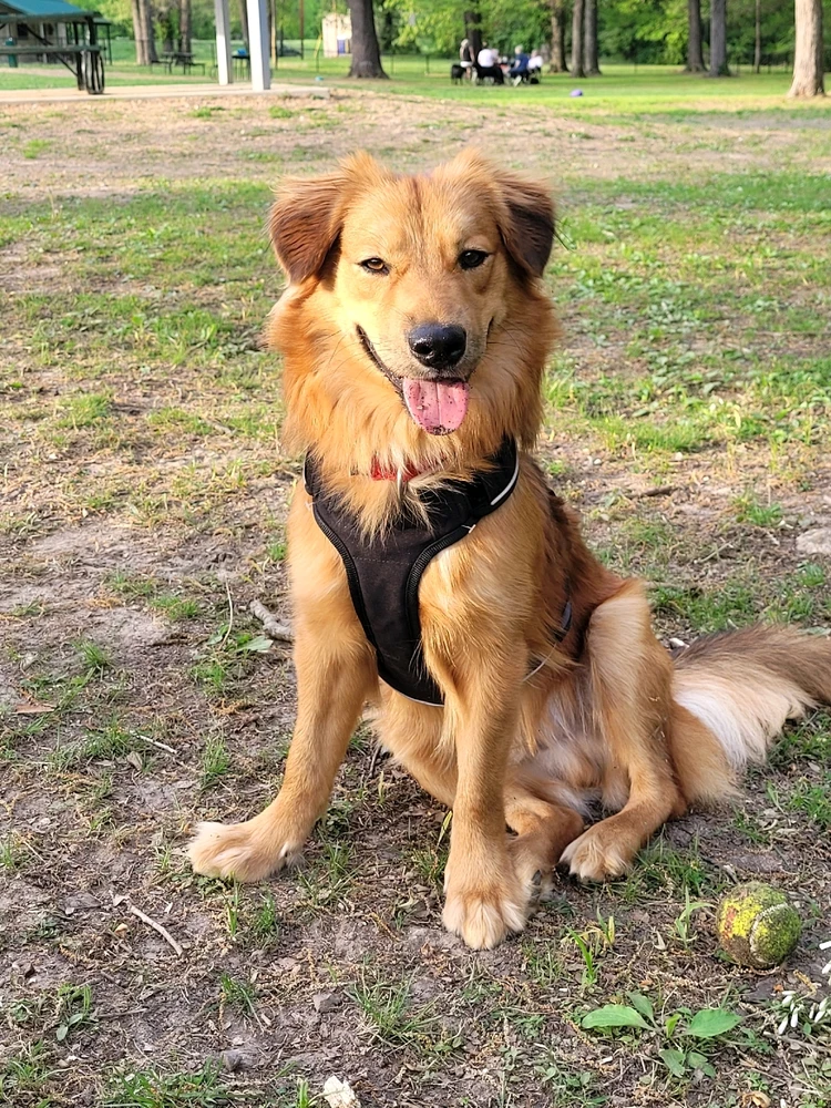 Calling all dog owners!