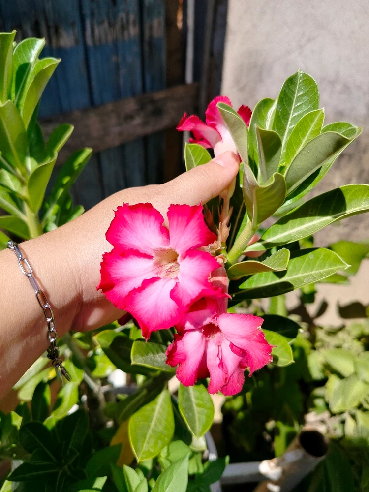 Toda mulher gosta de rosas... de rosas...