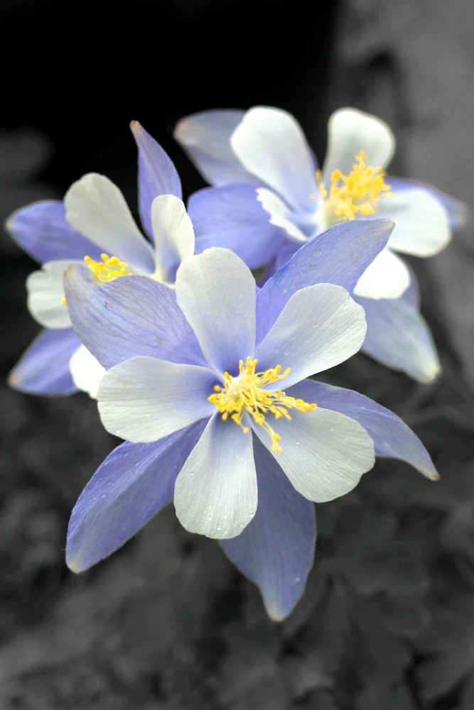Columbines