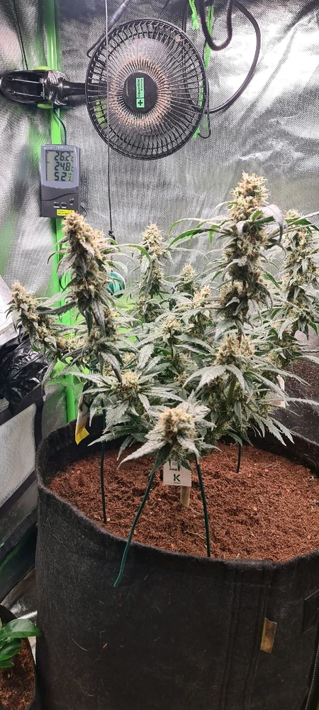 GIF hochgeladen von Shika