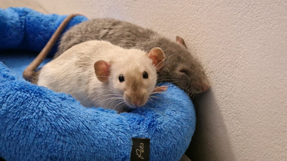 Just wanna share my pets