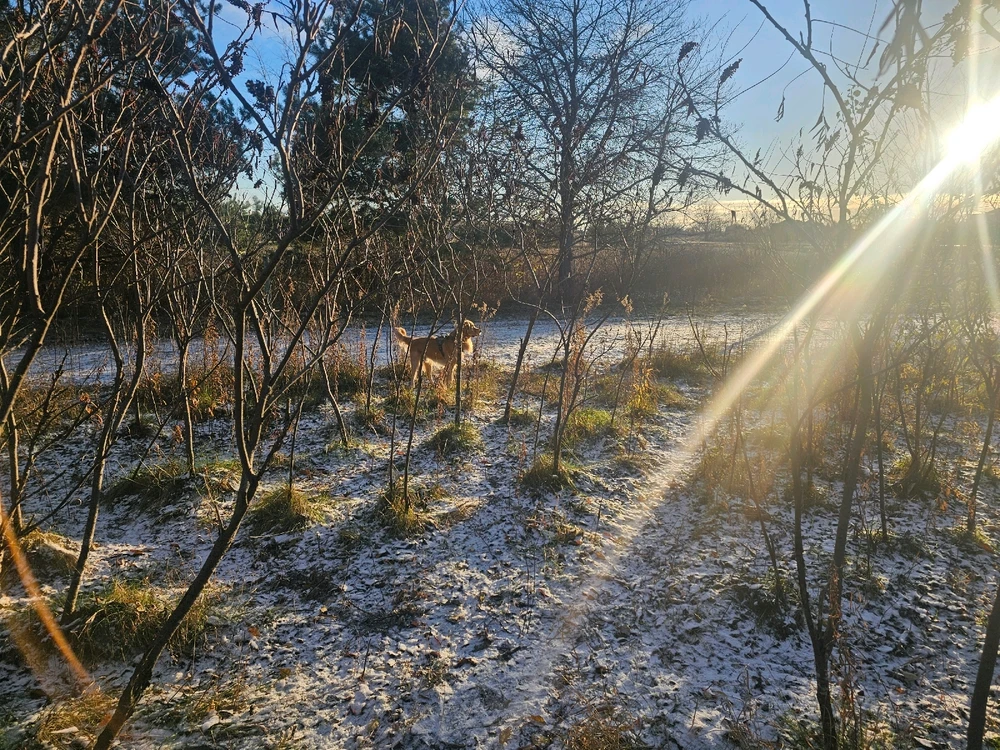 How my dog feels about the dog park