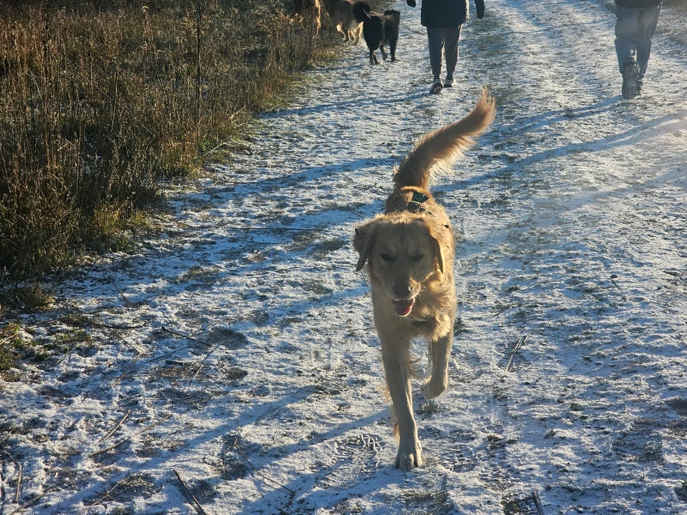 How my dog feels about the dog park