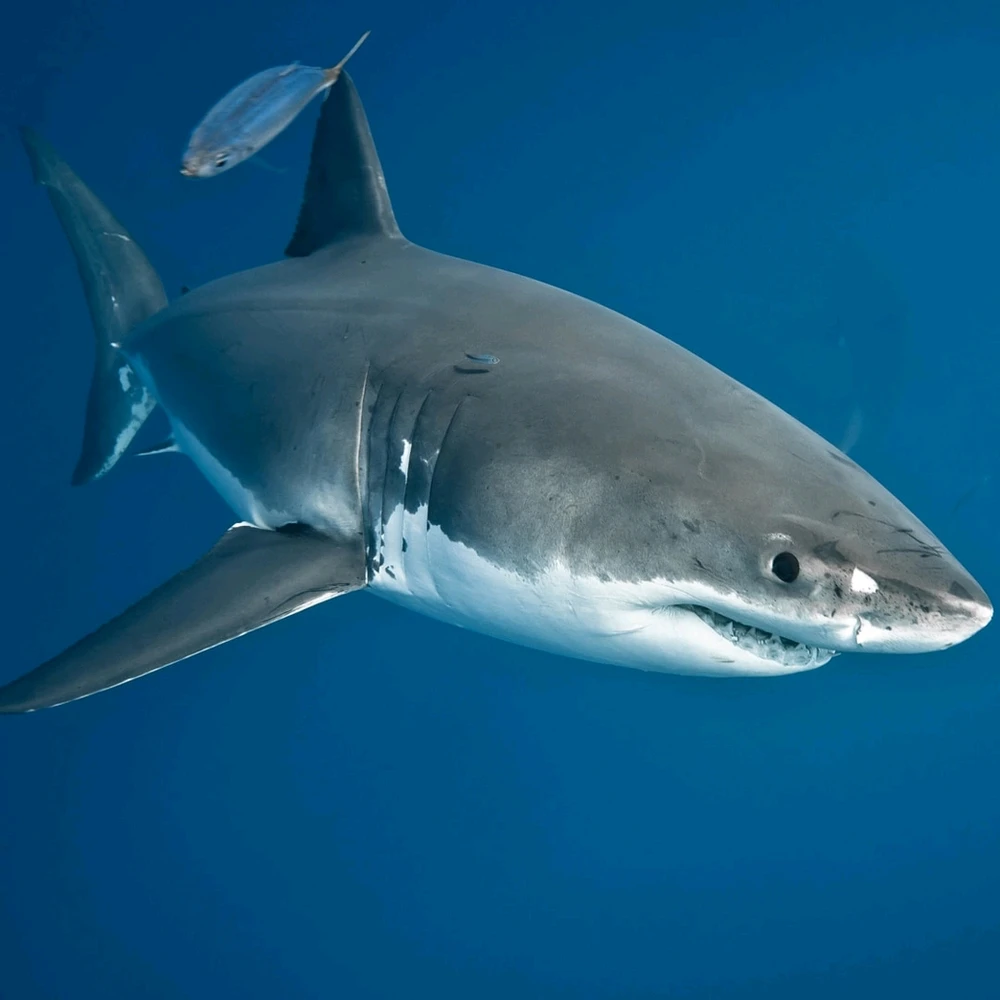 Name this little guy