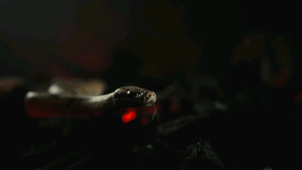 Préparation et tournage