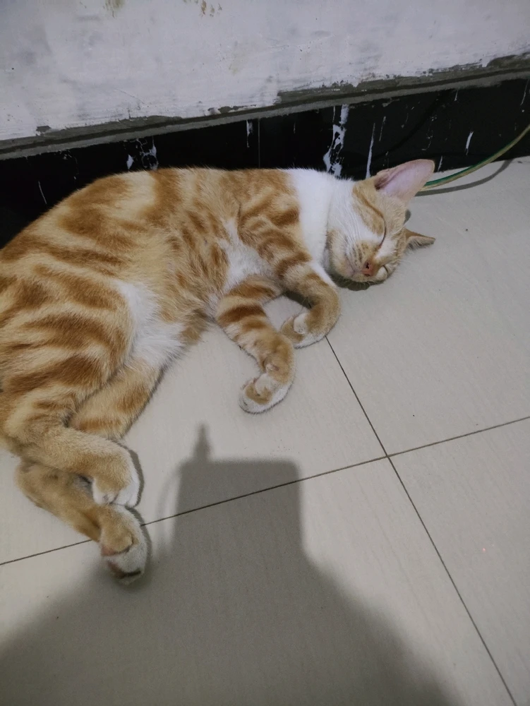 GIF uploaded by Galan