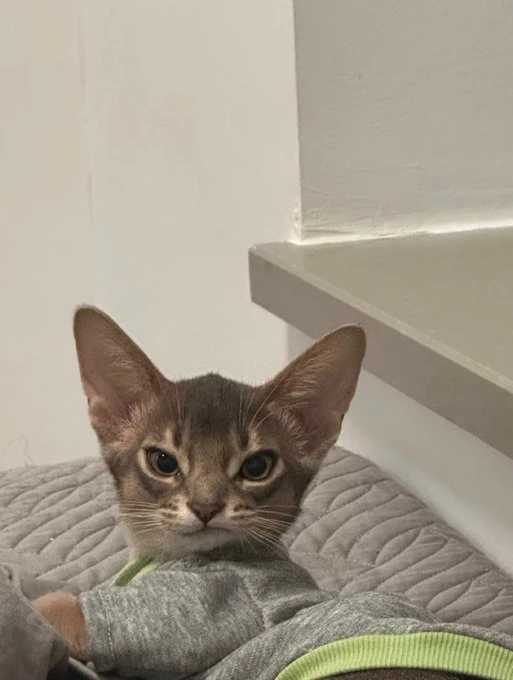 GIF uploaded by Telesto