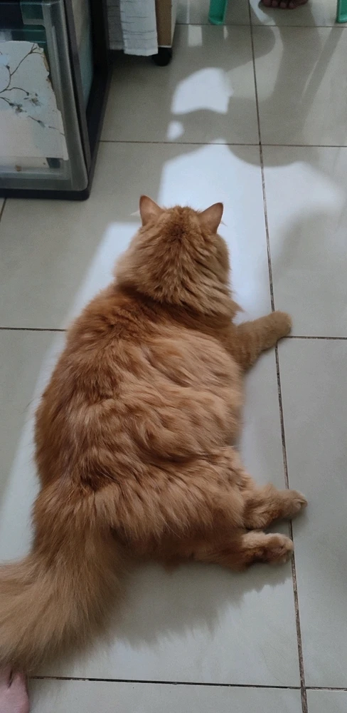 Chonky cutie π€π»