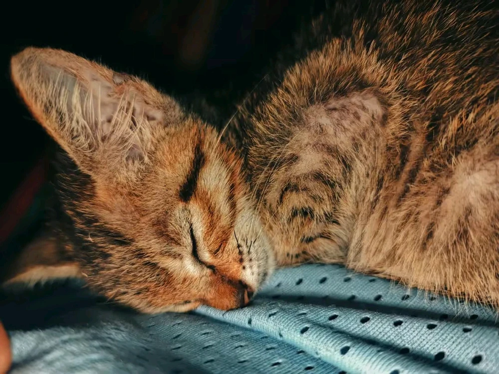 Afbeelding geüpload door Lloyd Dominic