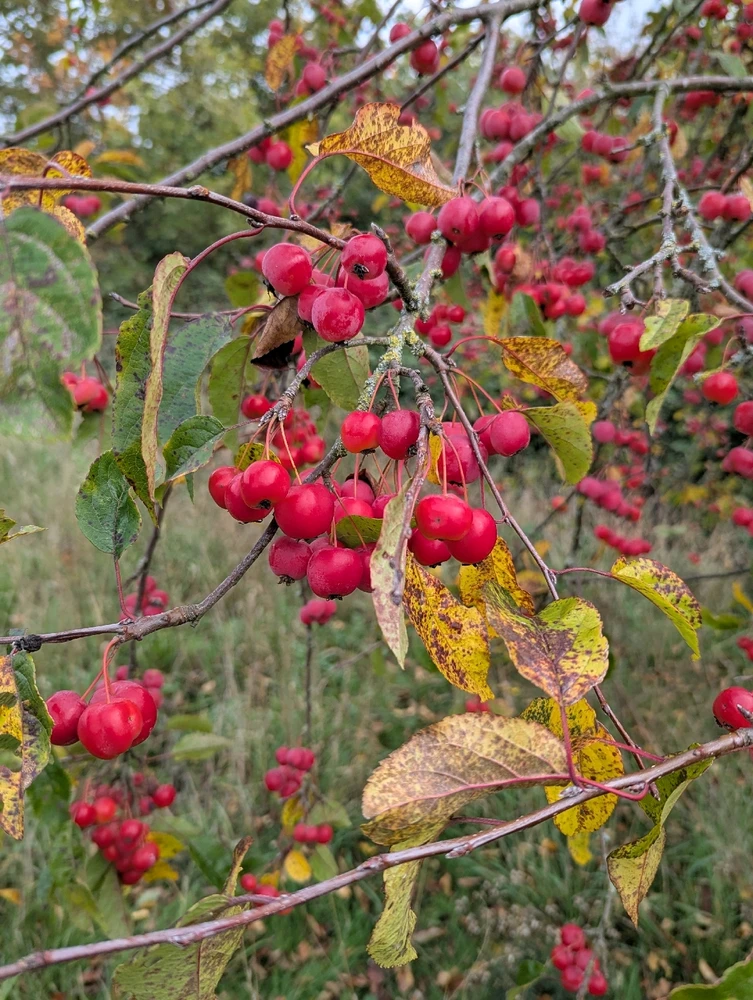 Image uploaded by Rob