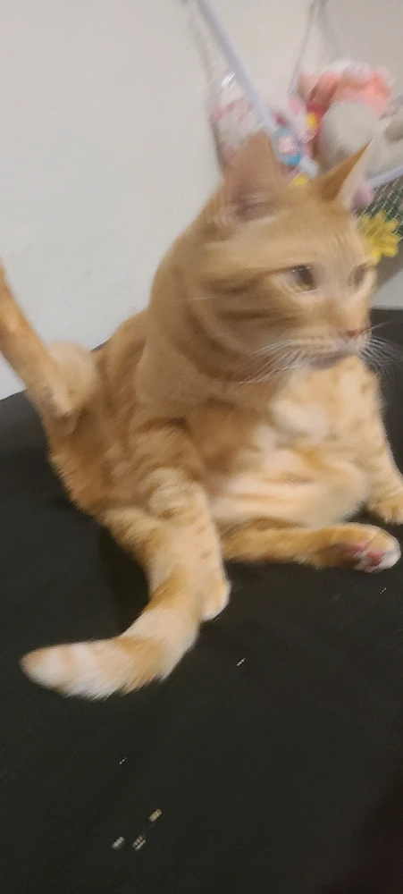 why do they sit so funny?