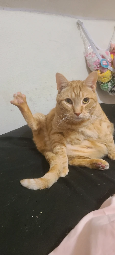 why do they sit so funny?