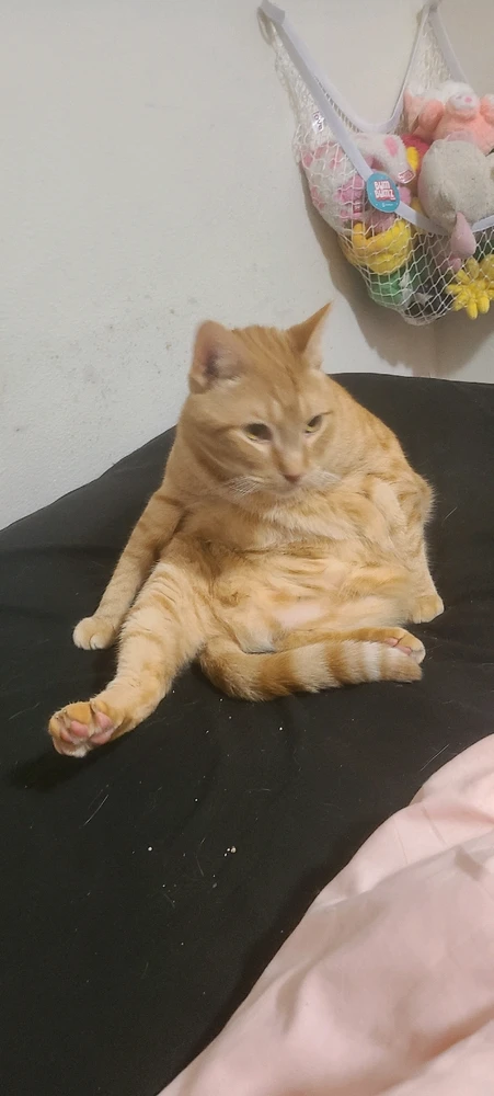 why do they sit so funny?