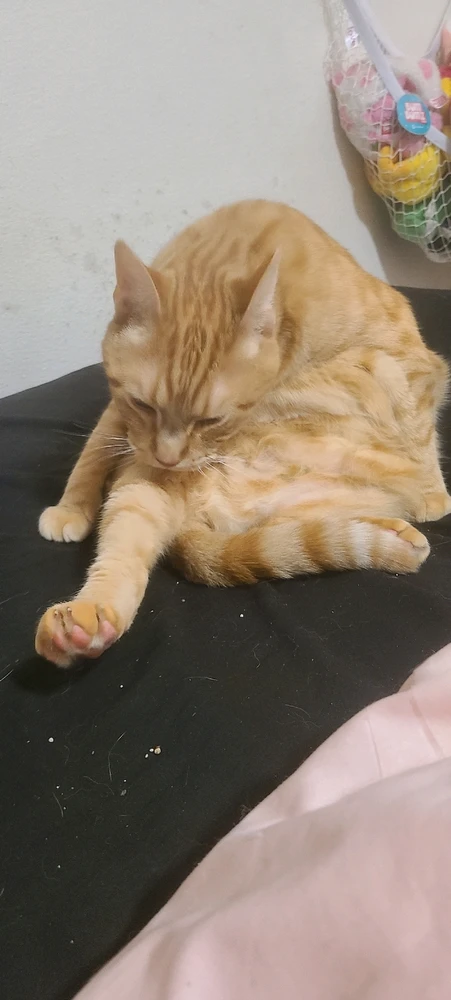 why do they sit so funny?