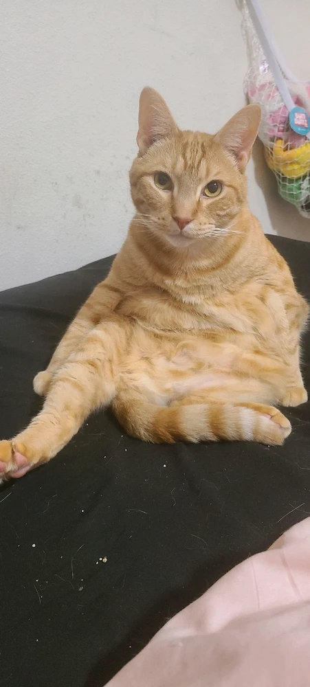 why do they sit so funny?