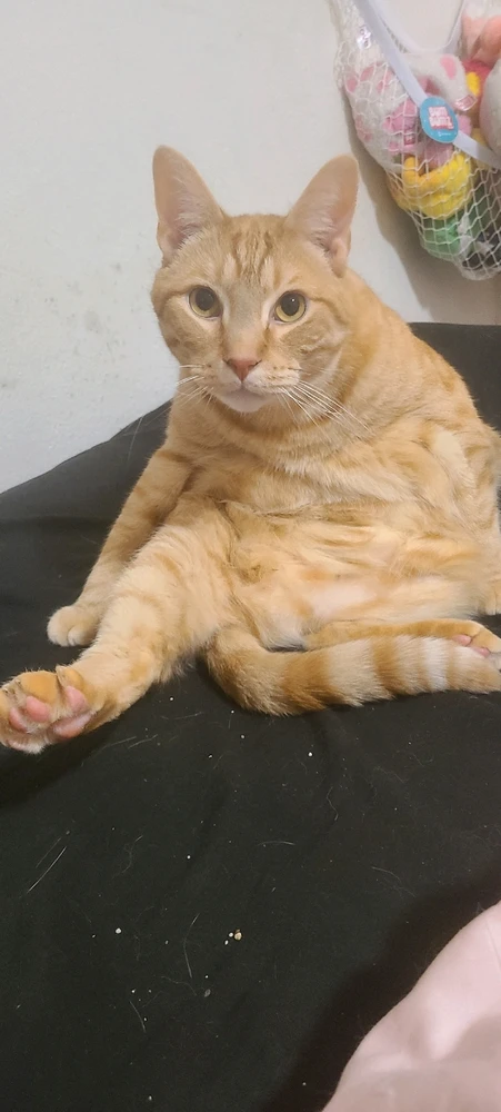 why do they sit so funny?