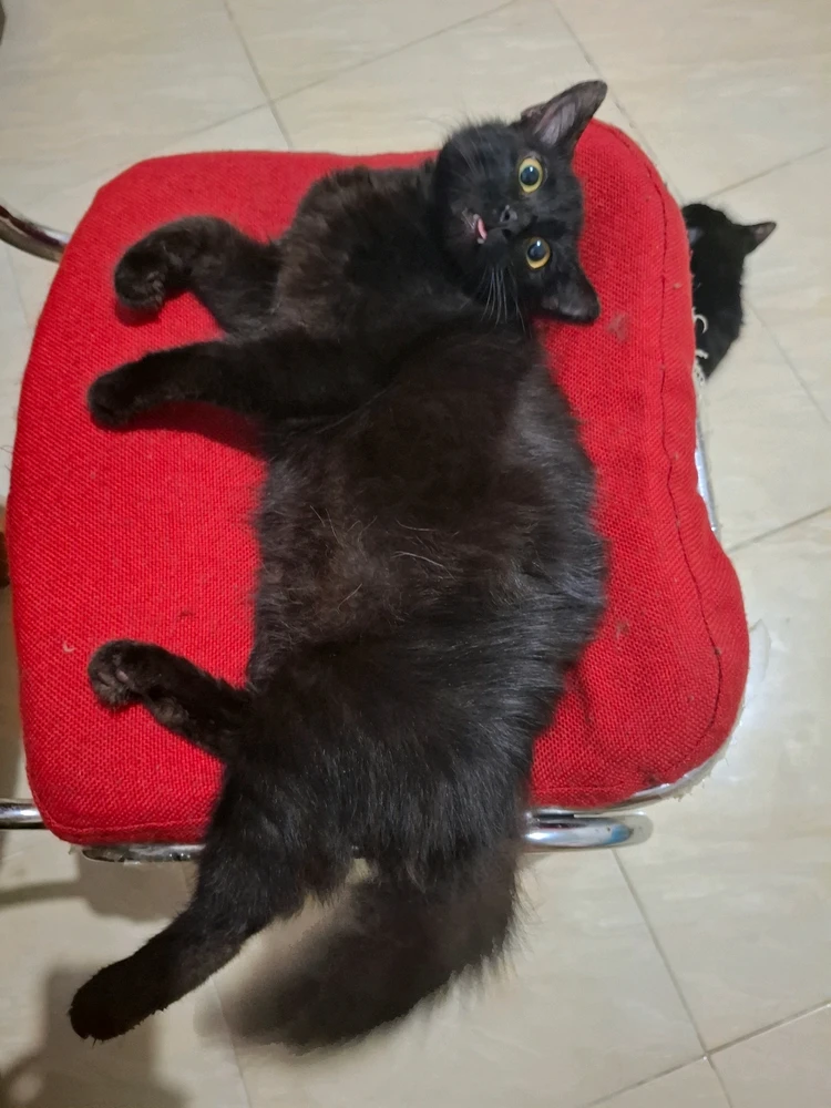 Image uploaded by Marissa