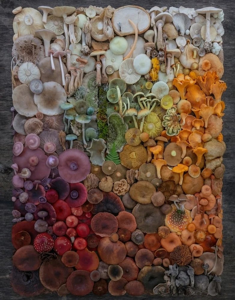 🍄🟫❤️🩷🍄🟫🧡🤎🍄🟫💛💚🍄🟫