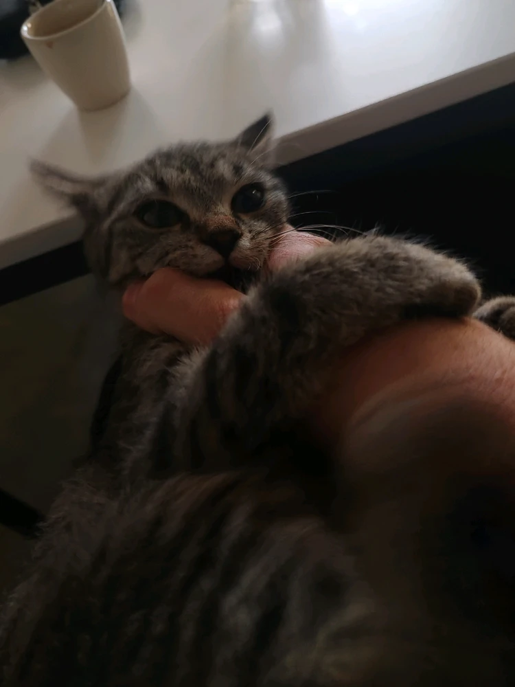 Obrázek nahrál Toñas