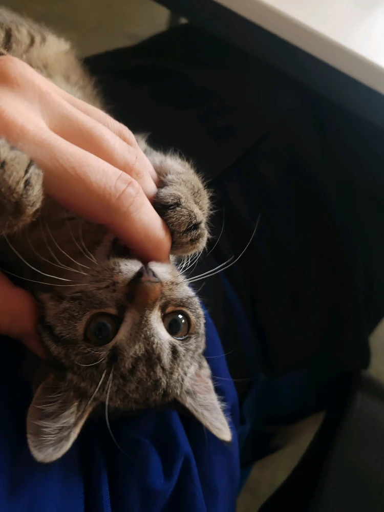 Obrázek nahrál Toñas