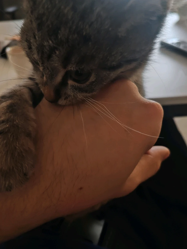 Obrázek nahrál Toñas