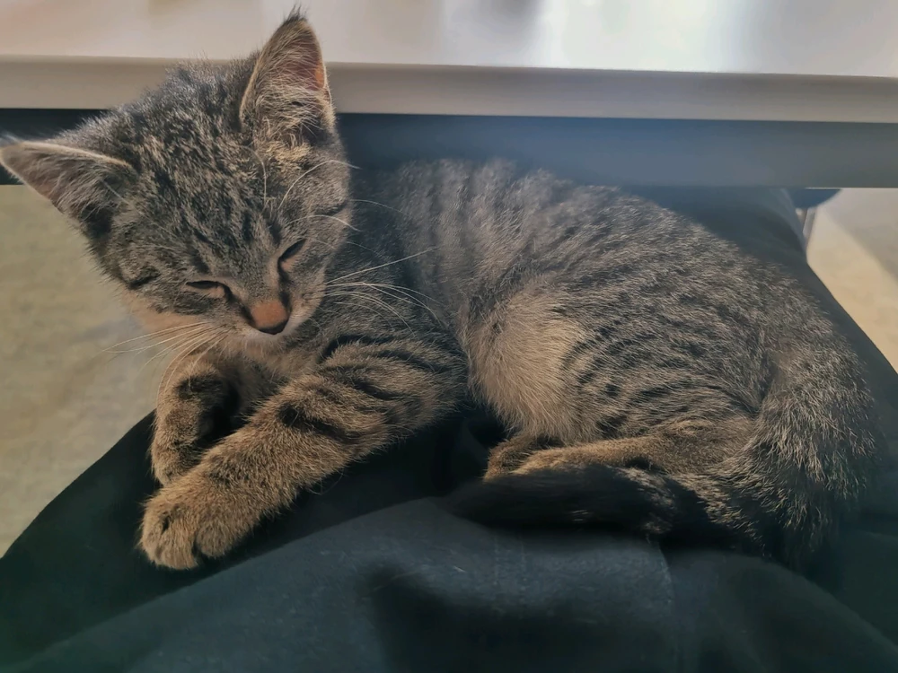 Obrázek nahrál Toñas