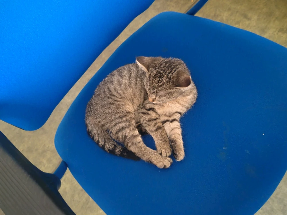 Obrázek nahrál Toñas