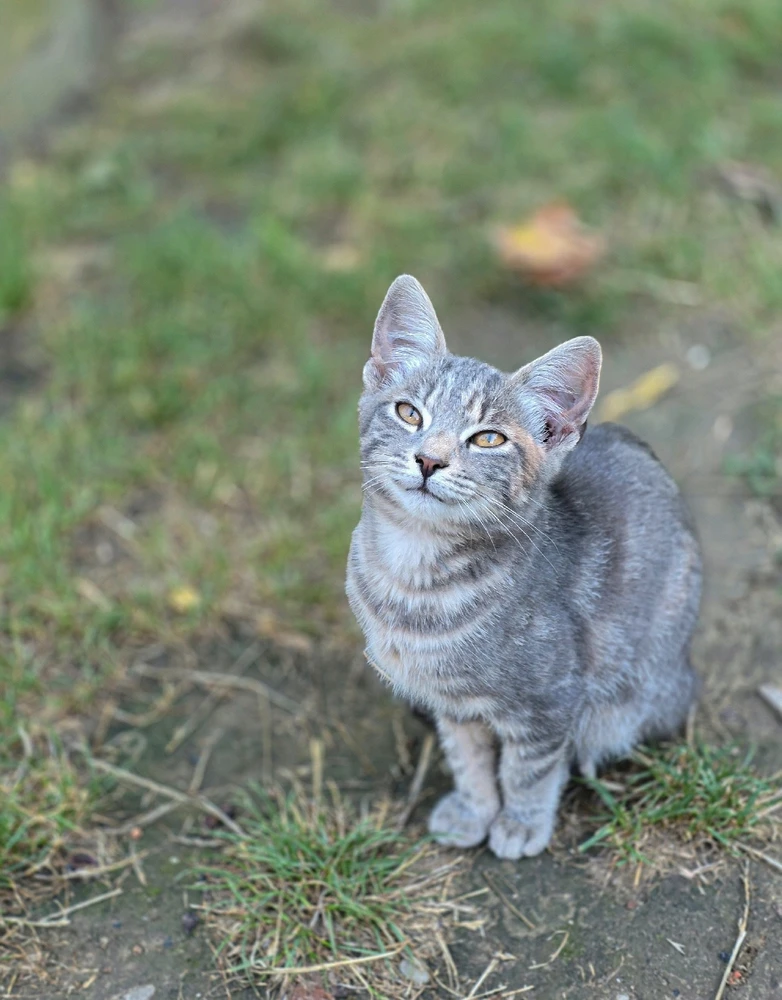 Péter által feltöltött GIF