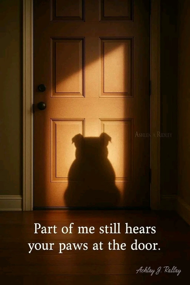 😢🐶