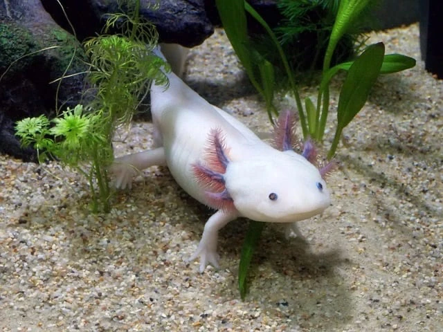 Axolotls has the remarkable ability to regenerate body parts π³