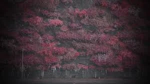 Image uploaded by Dannis