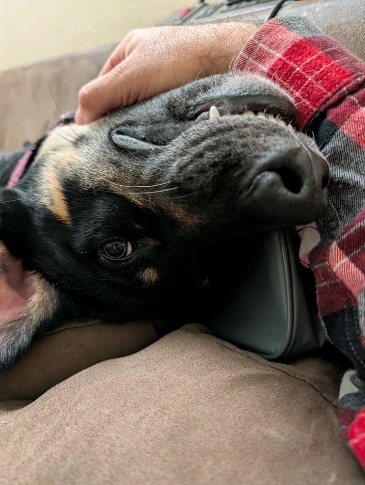 A rare image of the elusive Derpasaurus Rex...