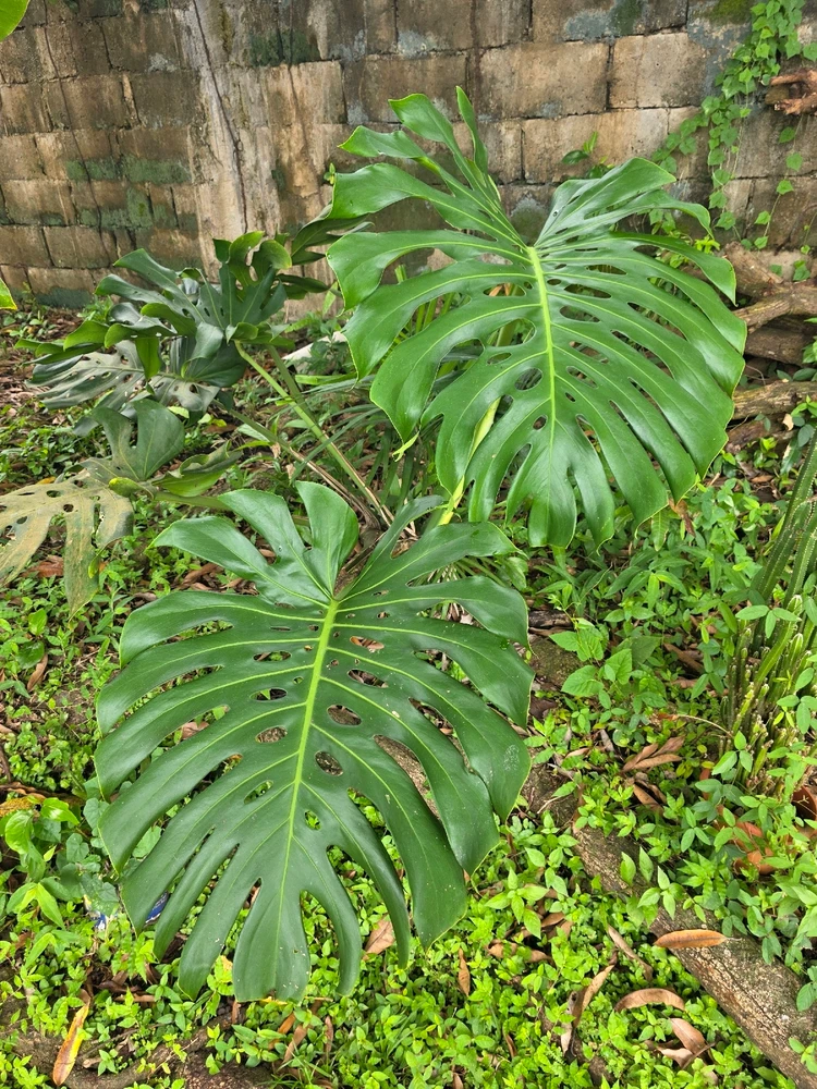 Image uploaded by Josué