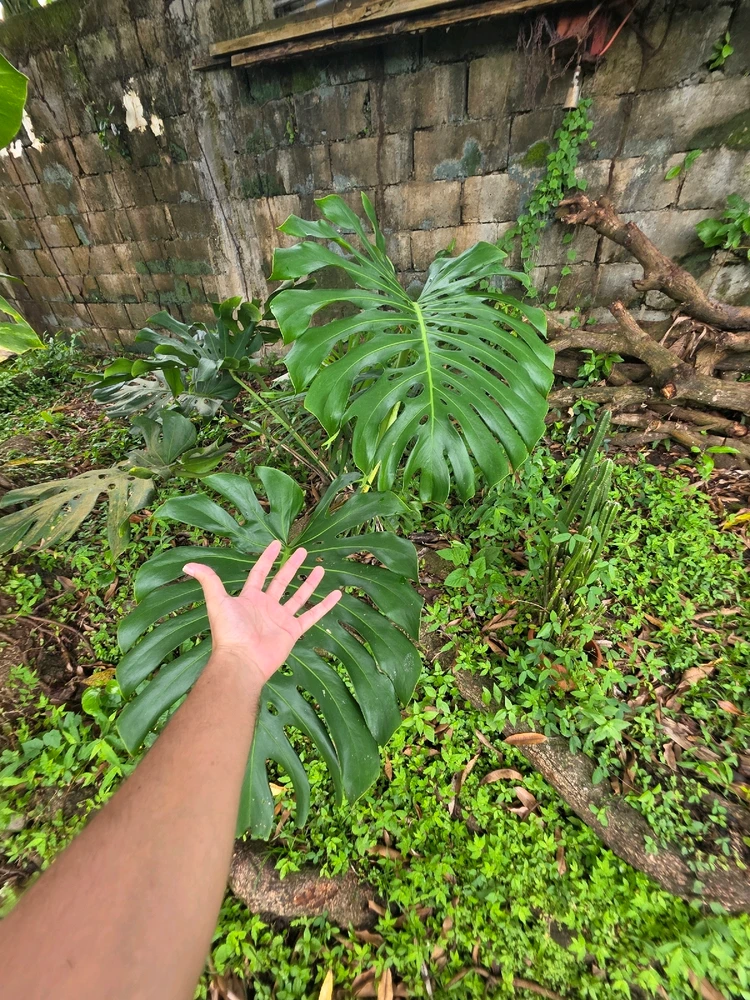 Image uploaded by Josué