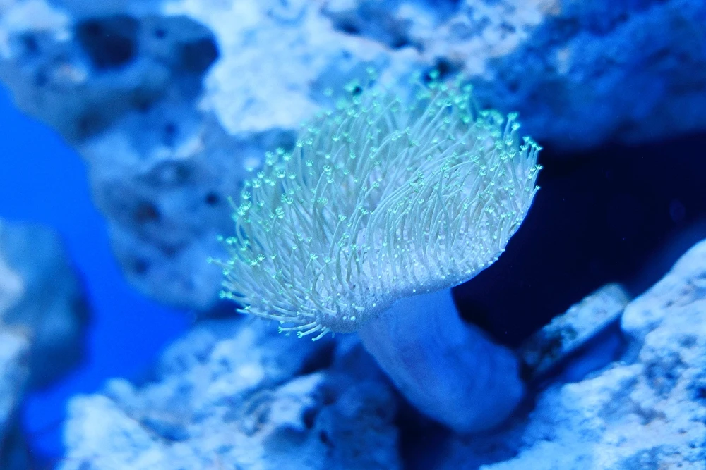 Green Star Polyps