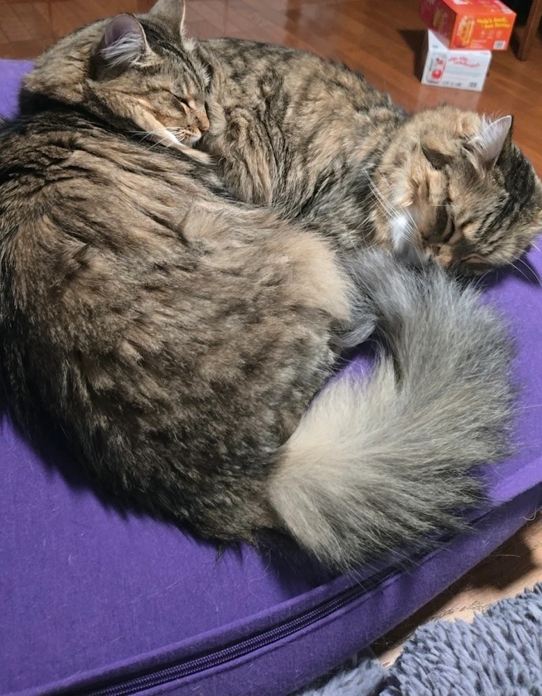 Look at those 2 aren't they cuteeeee