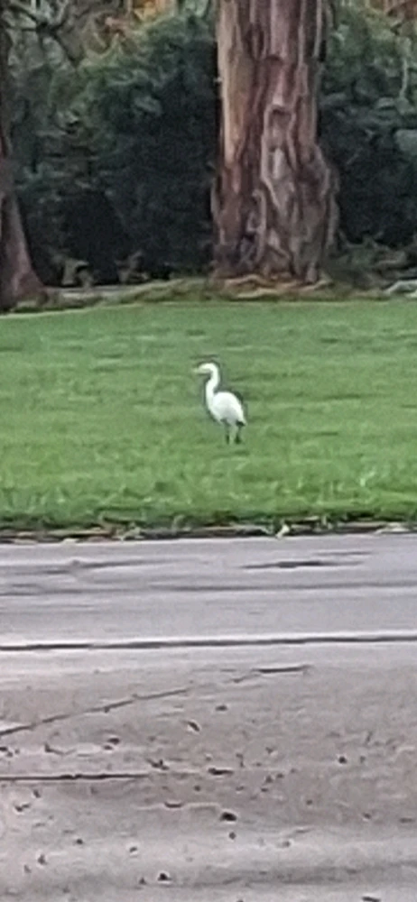 Random cranes from my college