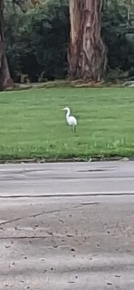 Random cranes from my college