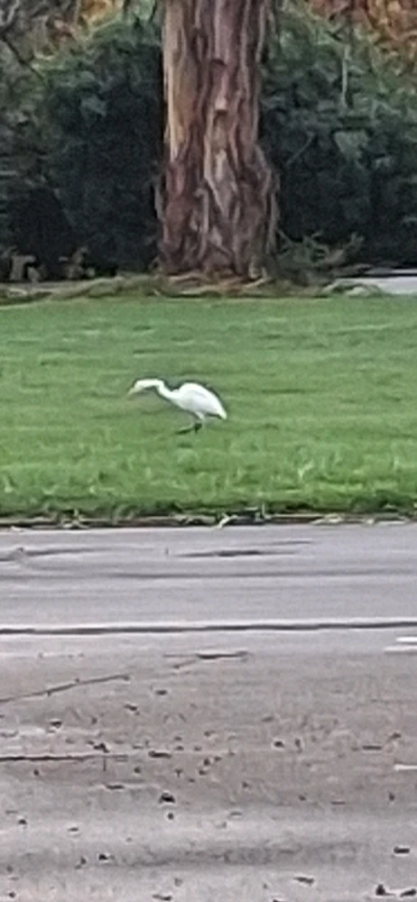 Random cranes from my college