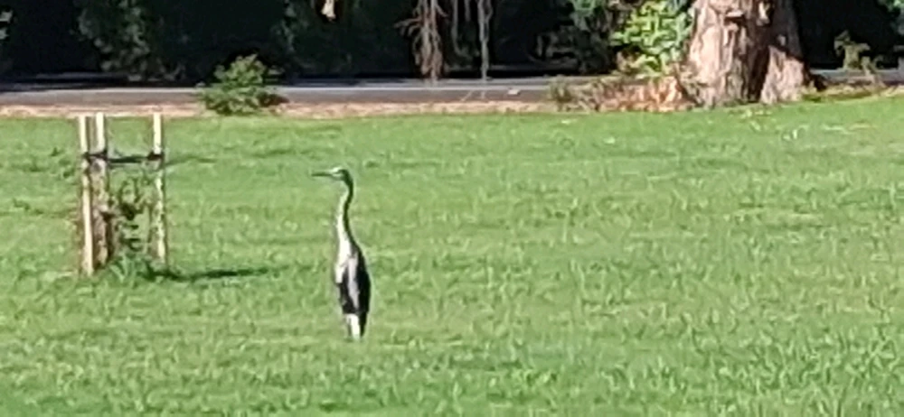 Random cranes from my college