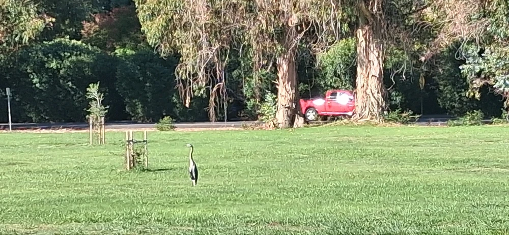 Random cranes from my college